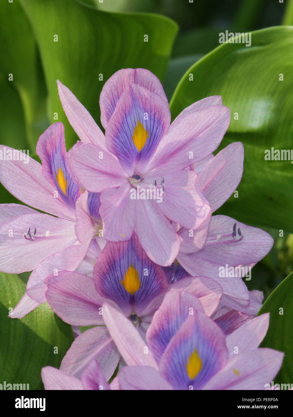 Flores de jacinto de agua fotografías e imágenes de alta resolución - Alamy Flores de jacinto de agua fotografías e imágenes de alta resolución - Alamy
