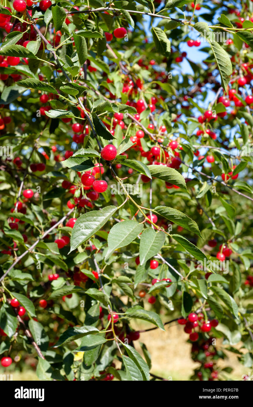 Las cerezas rojas maduras que cuelgan en racimos abundantes en el árbol con fruta listo para recoger, de cerca. Foto de stock