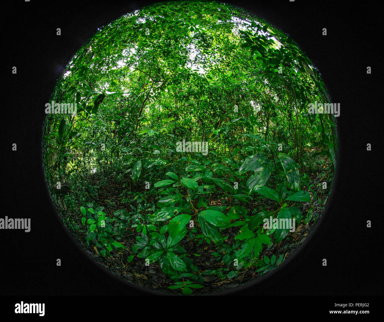 Una circular fisheye foto de la densa vegetación selvática en el valle Danum rainforest, Sabah, Malasia (Borneo) Foto de stock
