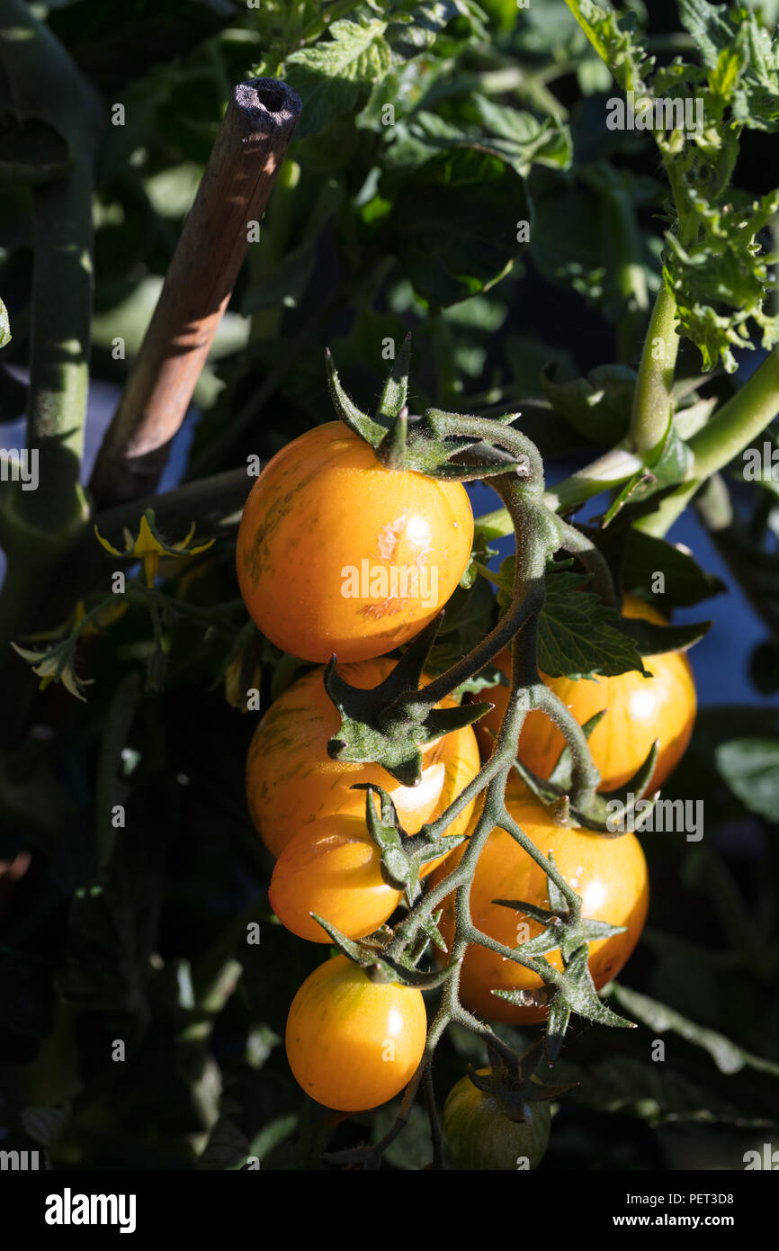 'Artesano Golden "Bumble Bee", Körsbärstomat Tomate Cherry (Solanum lycopersicum var. cerasiforme) Foto de stock