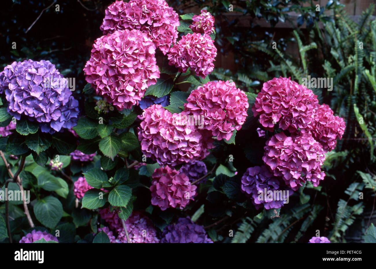 Violeta y rosa flores Hydrangea macrophylla Foto de stock