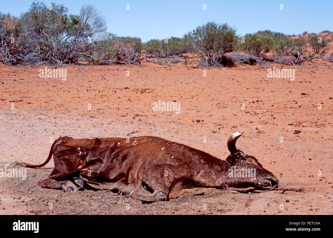 Los restos de una vaca muerta lo cual ha perecido debido a las condiciones extremas de sequía en el Territorio Norte de Australia. Foto de stock