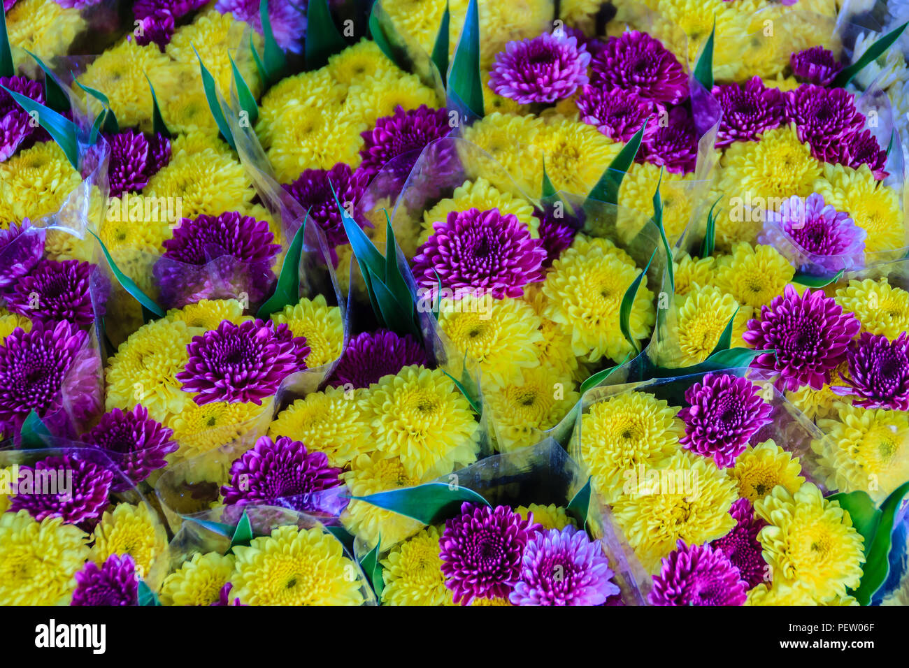 Hermosas flores de crisantemo amarillo y violeta como imagen de fondo y el  papel tapiz. Flor de crisantemo amarillo y violeta para venta en la flor m  Fotografía de stock - Alamy