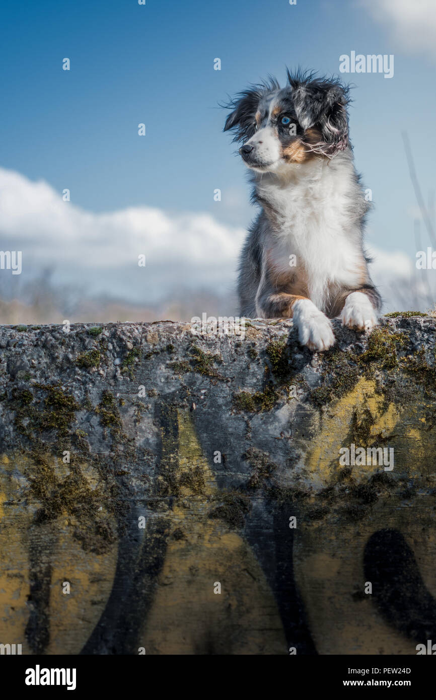 Mili la miniatura de perro Pastor Australiano, ciudad Foto de stock