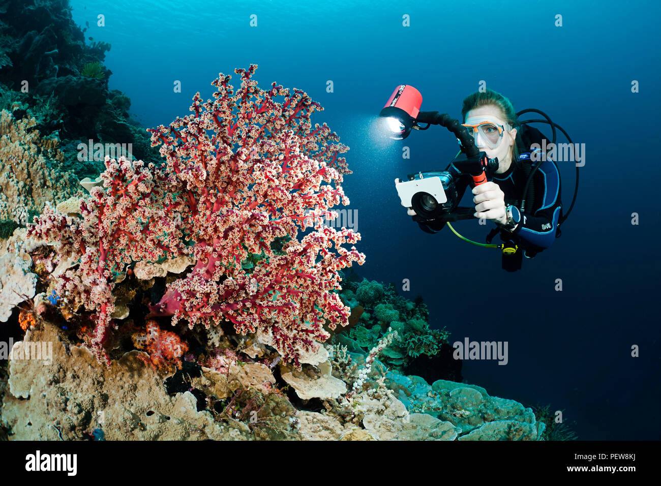 Un buzo (MR) líneas arriba su cámara en un fan de gorgonias, coral Wakatobi, Indonesia. Foto de stock