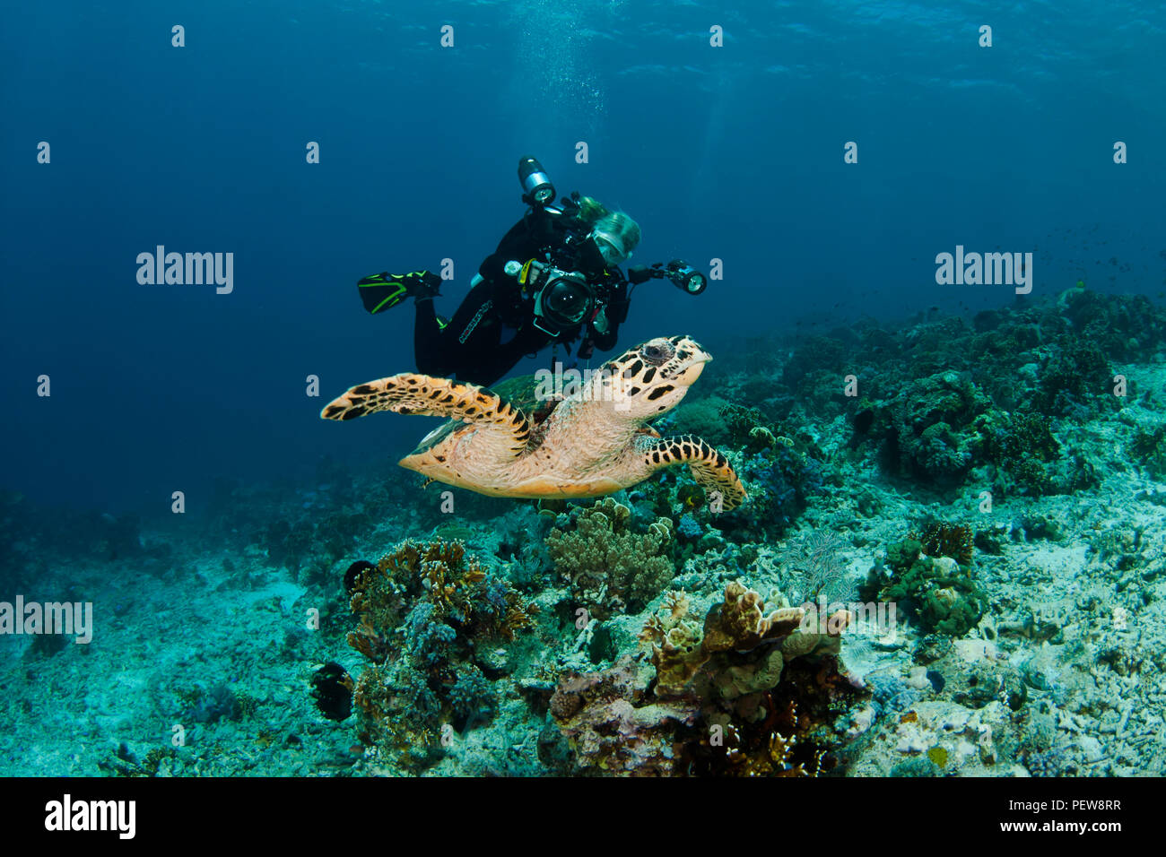 La tortuga carey, Eretmochelys imbricata, y buzo (MR) de Indonesia. Foto de stock