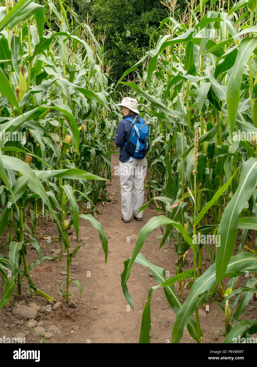 Mujer Walker en la ruta a través del campo de maíz de gigante verde alto / cosecha de maíz dulce, Derbyshire, Inglaterra, Reino Unido. Foto de stock