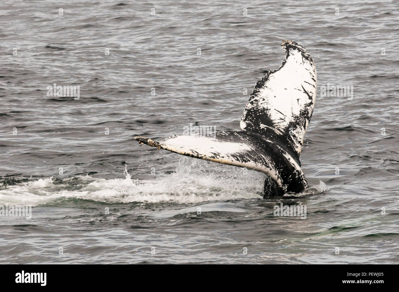 La ballena jorobada, Megaptera novaeangliae, frente a las costas de Terranova, Canadá. Foto de stock