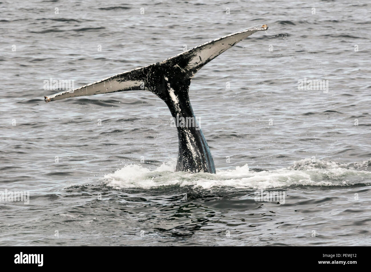 La ballena jorobada, Megaptera novaeangliae, frente a las costas de Terranova, Canadá. Foto de stock