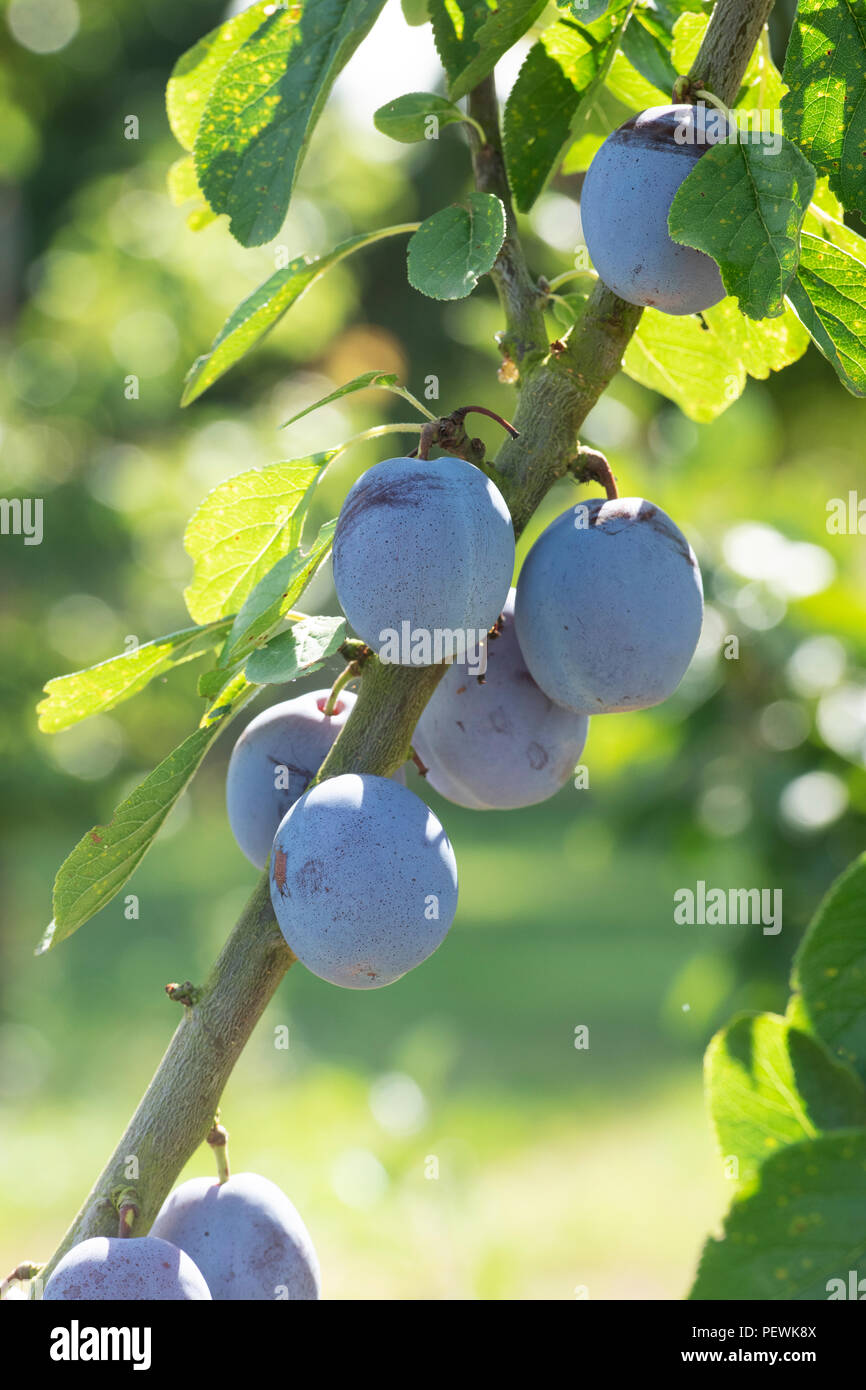 Ciruela de fruta fotografías e imágenes de alta resolución Alamy