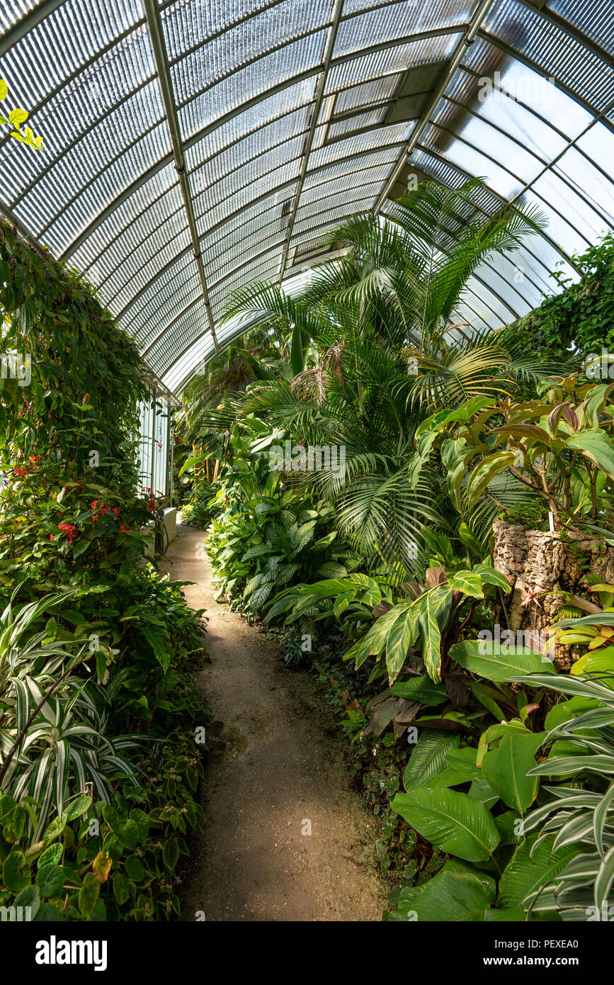Vegetación selvática en un invernadero en el Conservatorio y Jardín Botánico de Ginebra, Ginebra, Cantón de Ginebra, Suiza Foto de stock
