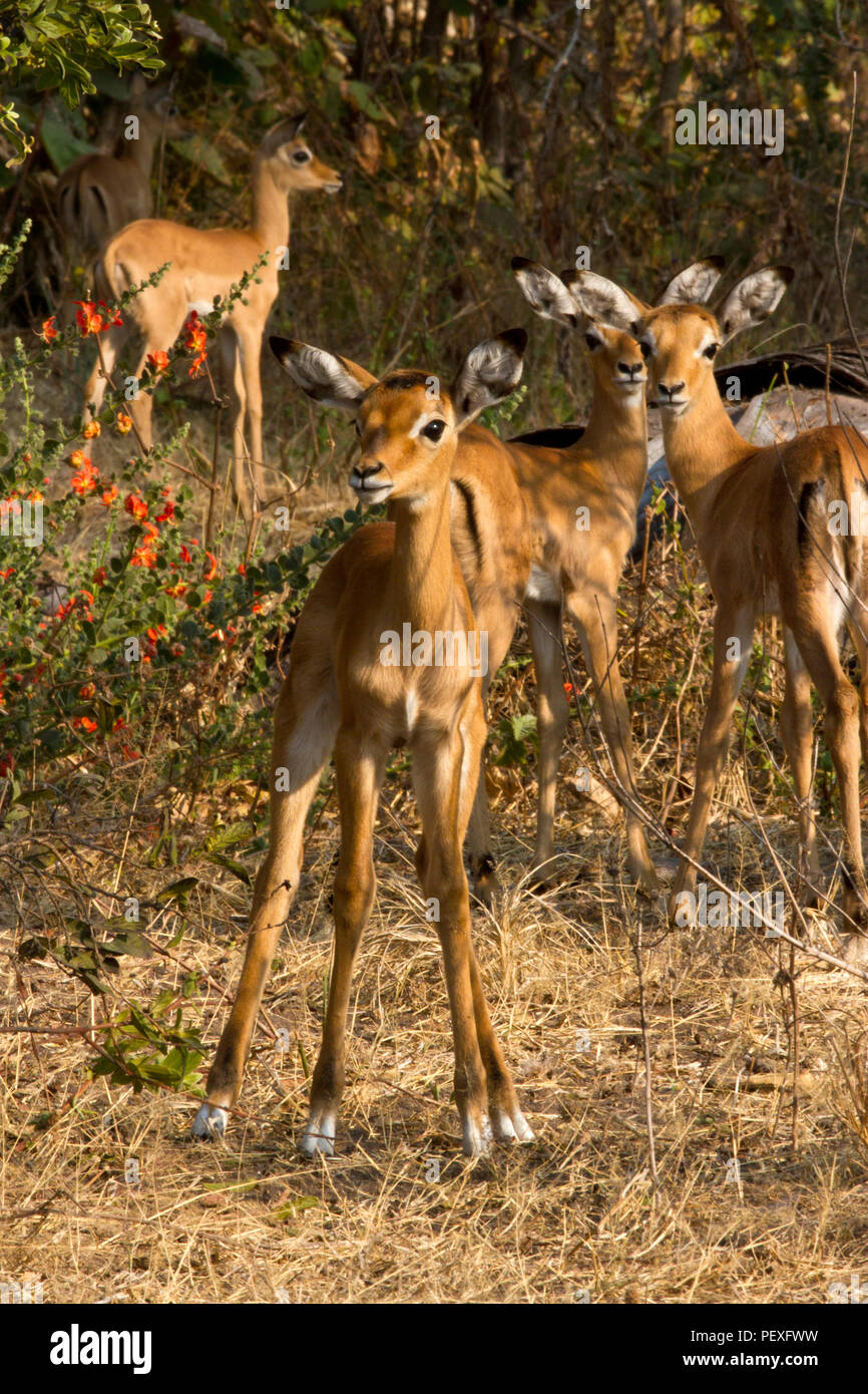 Una guardería de corderos recién nacidos Impala stick instinclively juntos, sabiendo que hay seguridad en números. Las hembras son un buen ejemplo de synchroa Foto de stock