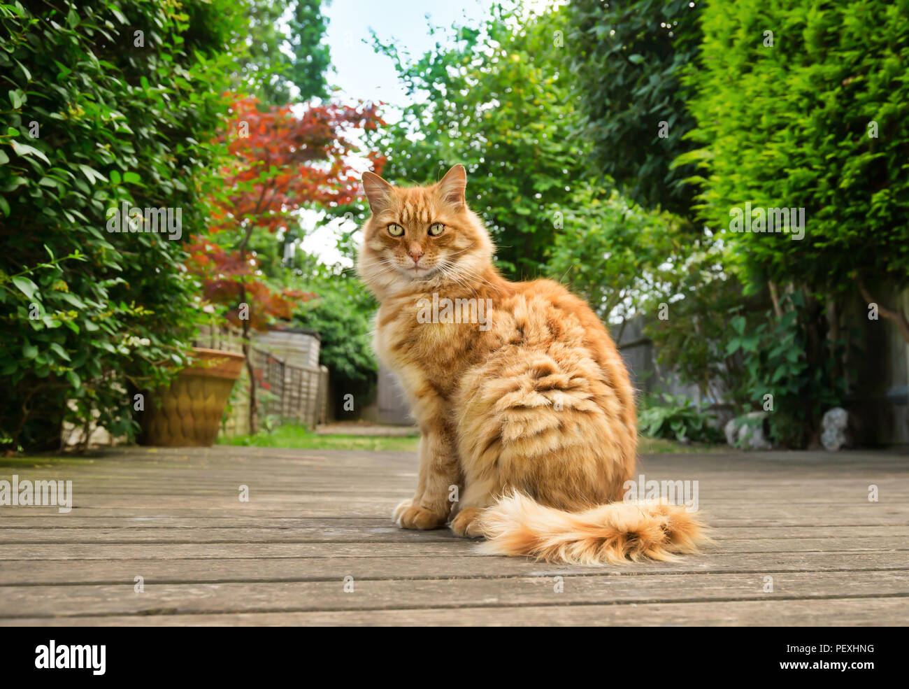 Cerca de un gato de jengibre de pie sobre la tarima en el jardín en verano. Foto de stock