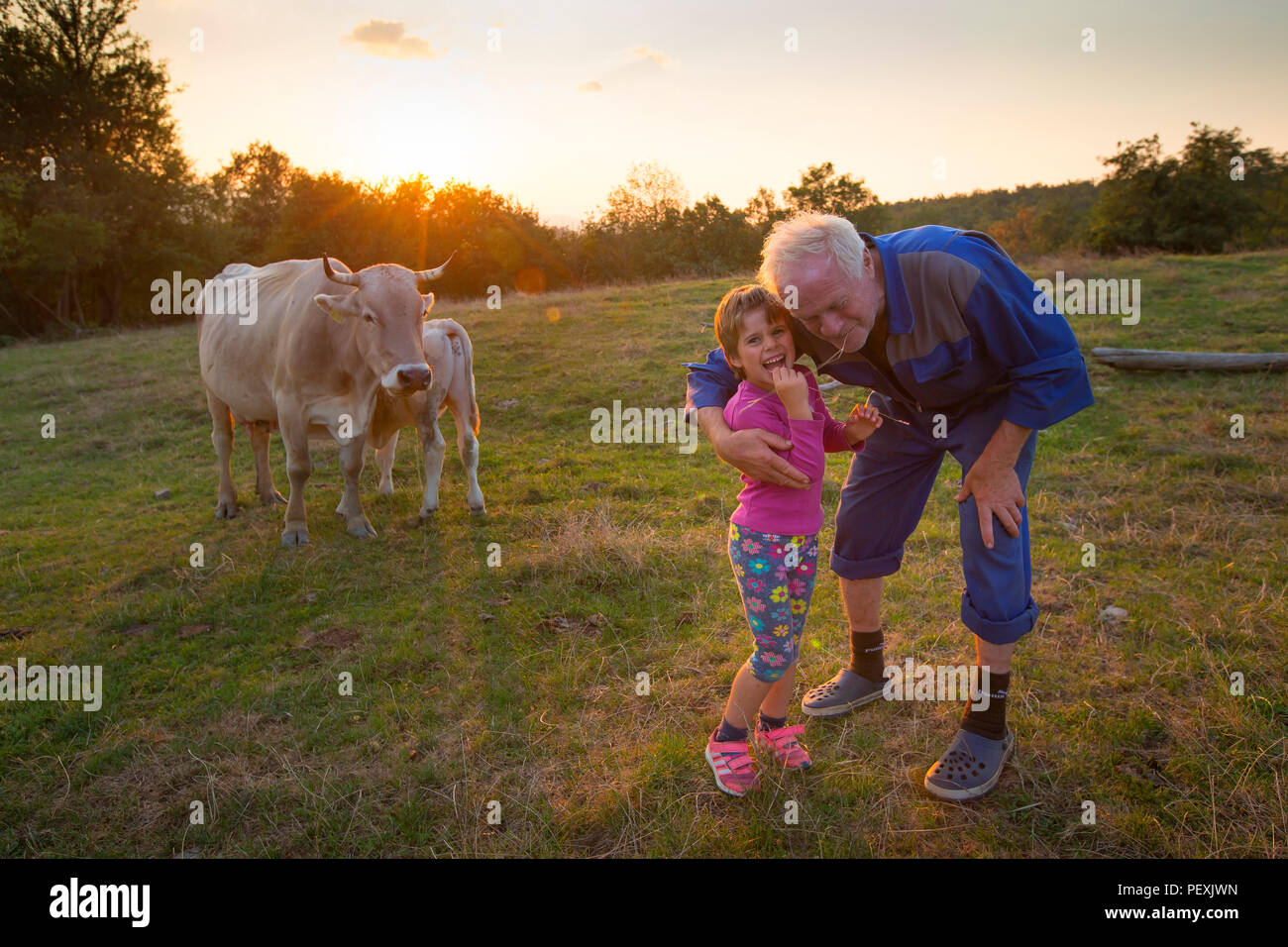 Chica con el abuelo y vacas, granja turística Janezinovi Ratecevo Brdo, Carniola Interior, Eslovenia Foto de stock