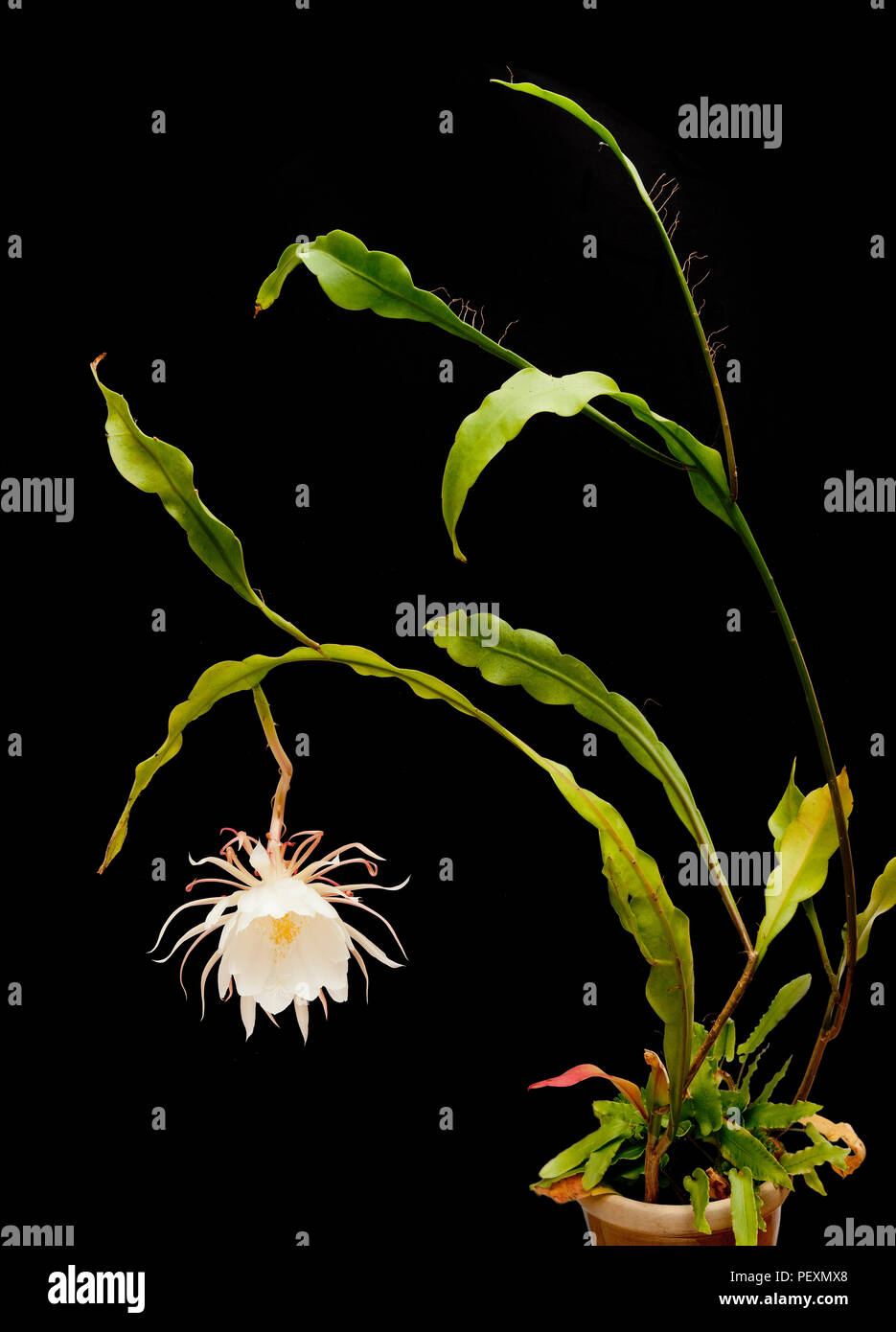 La Reina De La Noche Epiphyllum Oxypetalum Pipe Cactus Del Dutchman Noche Blooming Cereus En Flor Solo Una Noche Fotografia De Stock Alamy