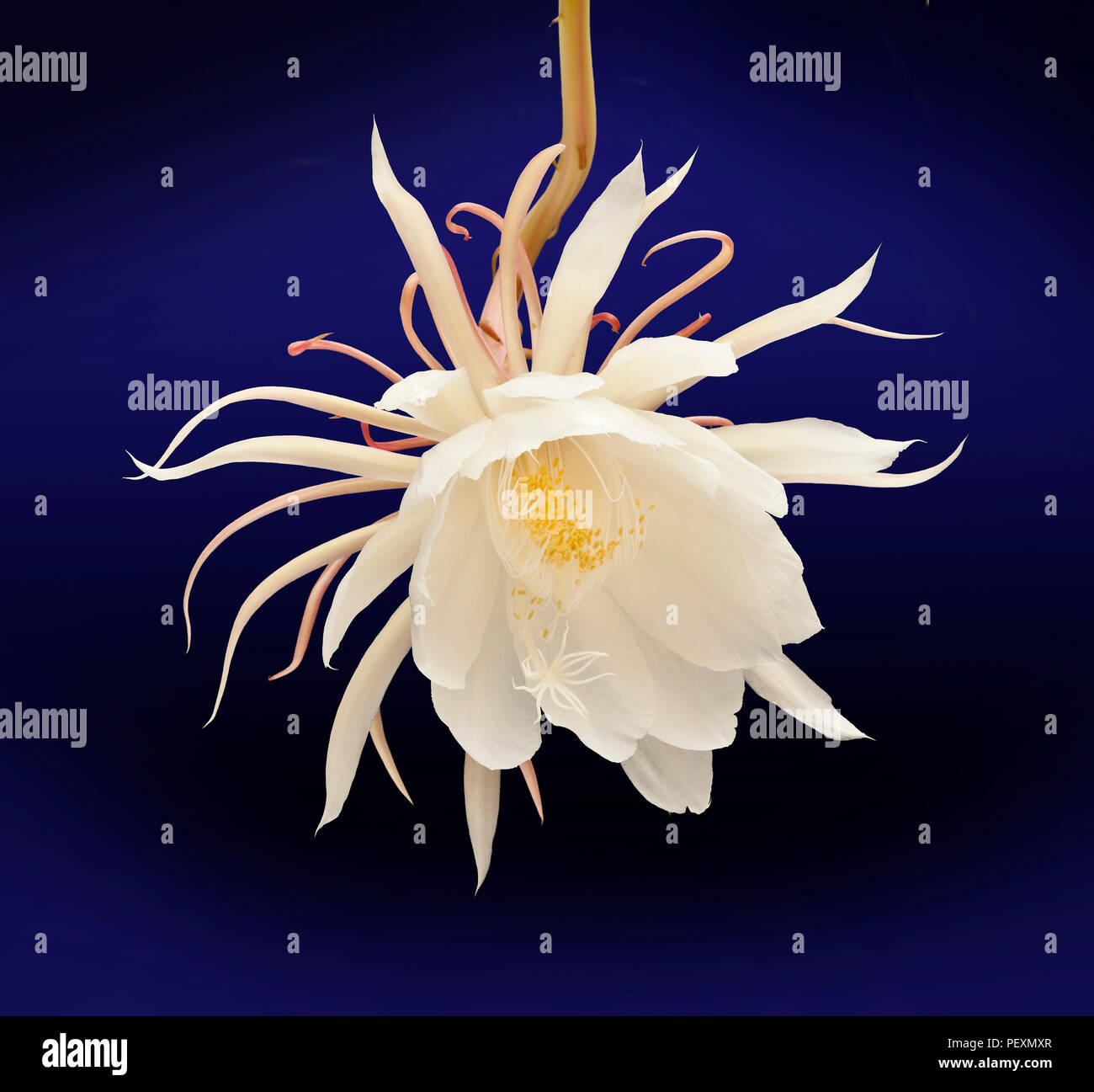 La Reina De La Noche Epiphyllum Oxypetalum Pipe Cactus Del Dutchman Noche Blooming Cereus En Flor Solo Una Noche Fotografia De Stock Alamy