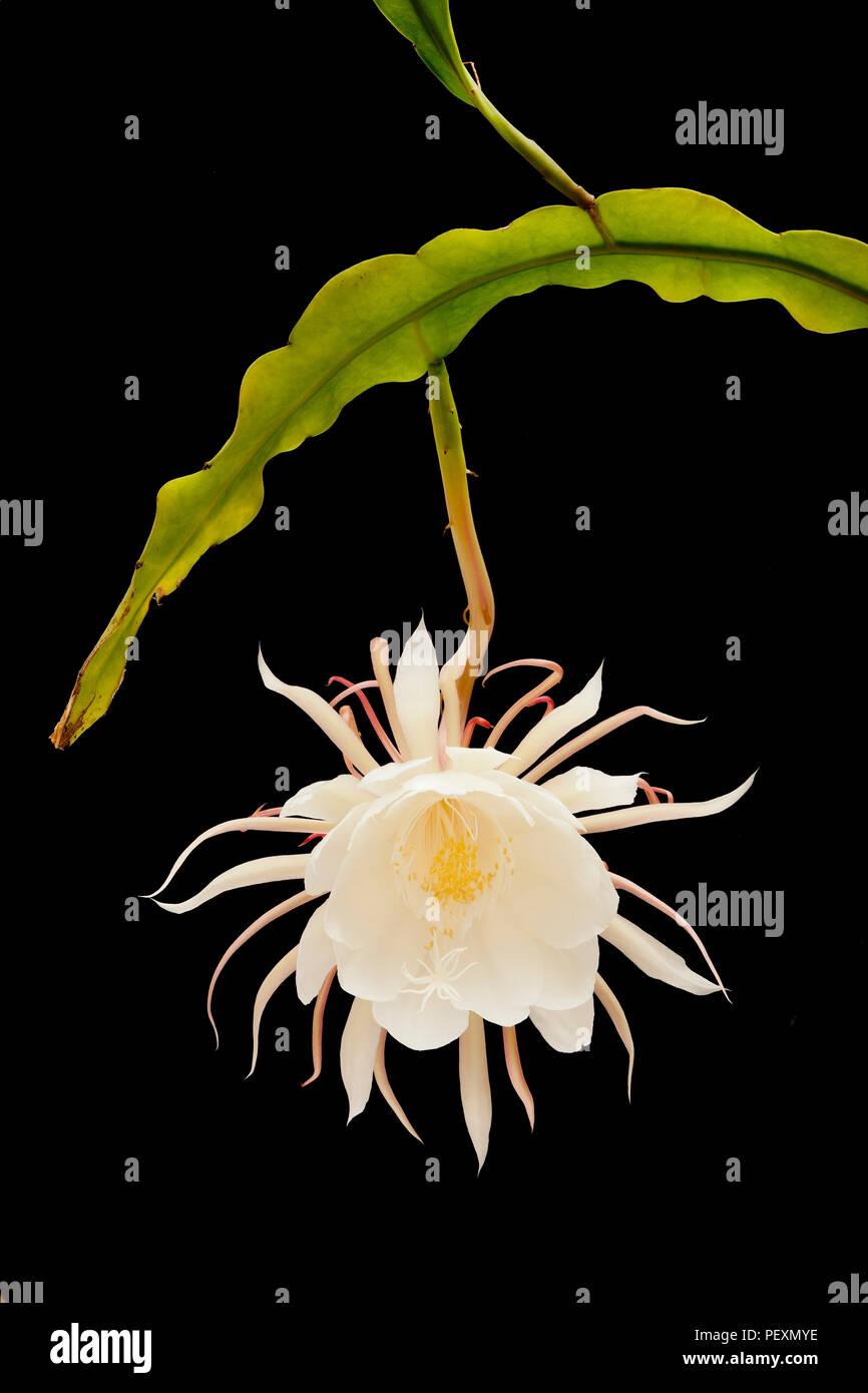 La reina de la noche, Epiphyllum oxypetalum, Pipe Cactus del Dutchman, noche blooming Cereus en flor, sólo una noche! Foto de stock