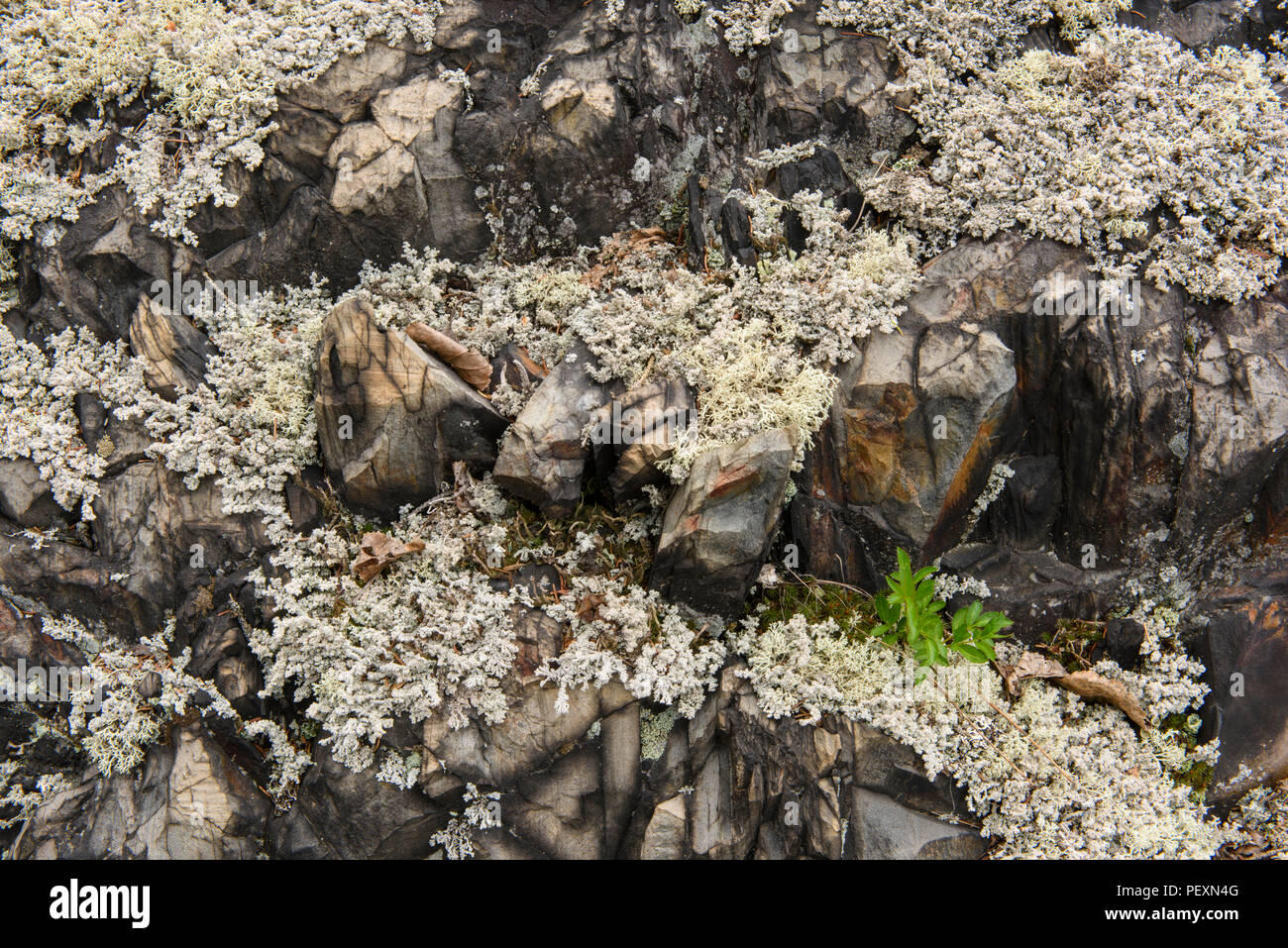 Espuma lanudo liquen (Stereocaulon tomentosum), mayor en Sudbury, Ontario, Canadá Foto de stock