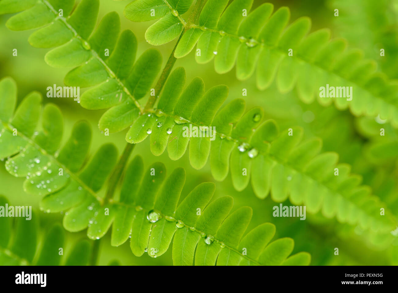 Interrumpido (Helecho Osmunda claytoniana) frondes con gotas de lluvia, mayor en Sudbury, Ontario, Canadá Foto de stock