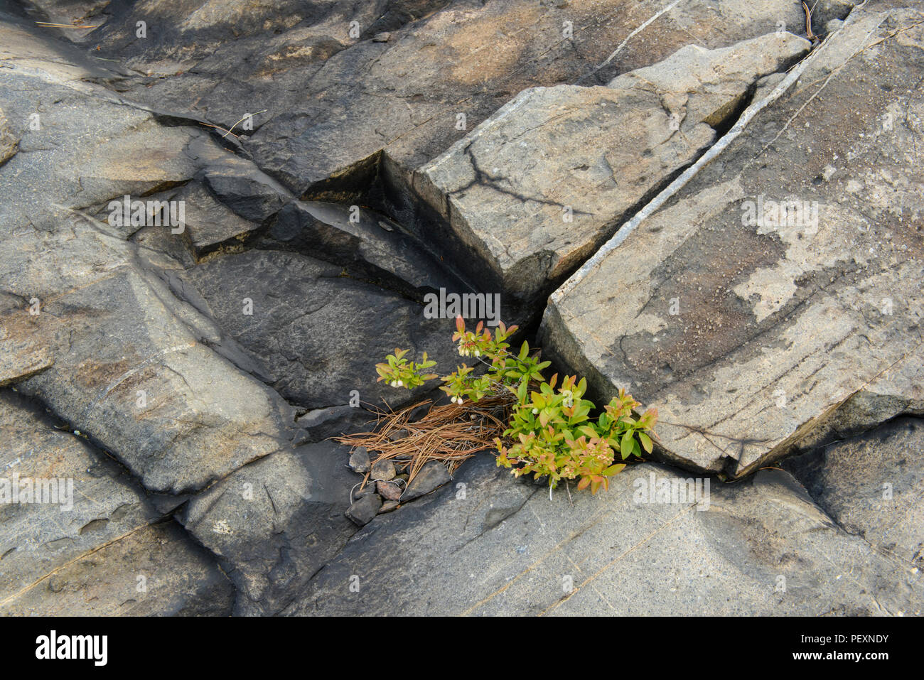 Bajo Bush blueberry (Vaccinium angustifolium), arbustos con flores, mayor en Sudbury, Ontario, Canadá Foto de stock