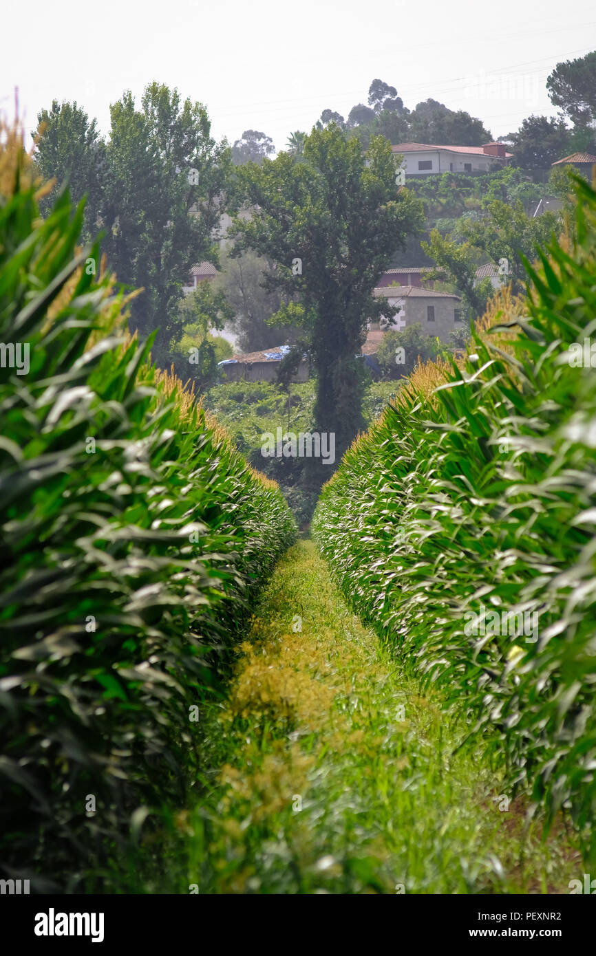 Plantación de maíz en el norte de Portugal Foto de stock