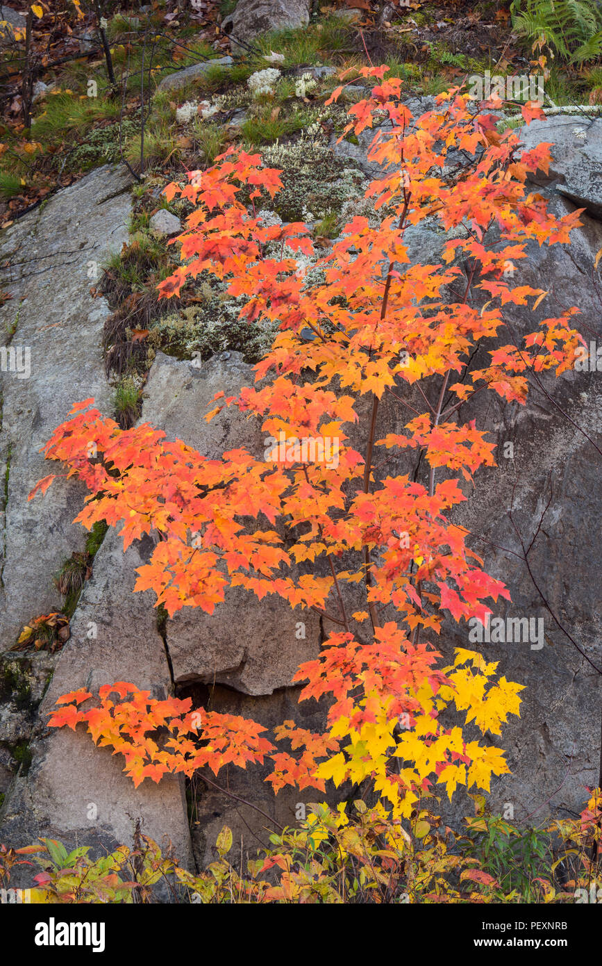 Otoño el arce rojo capullo, mayor en Sudbury, Ontario, Canadá Foto de stock