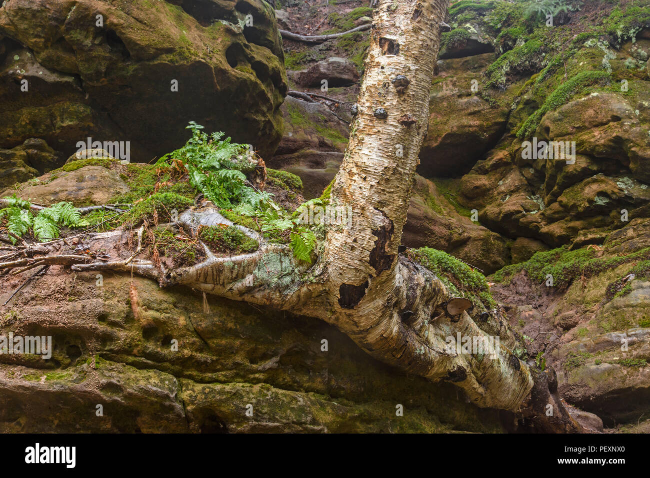 Escarpe de piedra arenisca con troncos de árboles y raíces de abedul, Munising Falls zona escénica, Munising, Michigan, EE.UU. Foto de stock