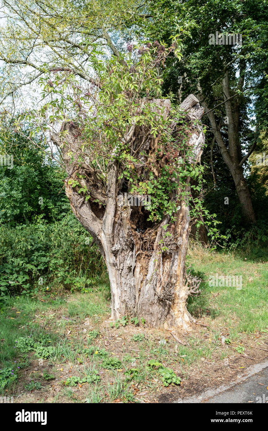 Tronco de árbol muerto todavía apoyan la vida Foto de stock