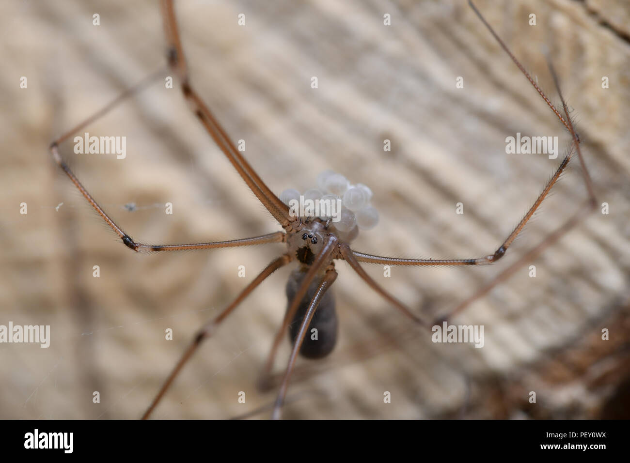 La araña de patas largas vive en las casas, en zonas templadas y secas, en techos y esquinas. Es una gran cazadora de other arañas, insectos, mosquito Foto de stock