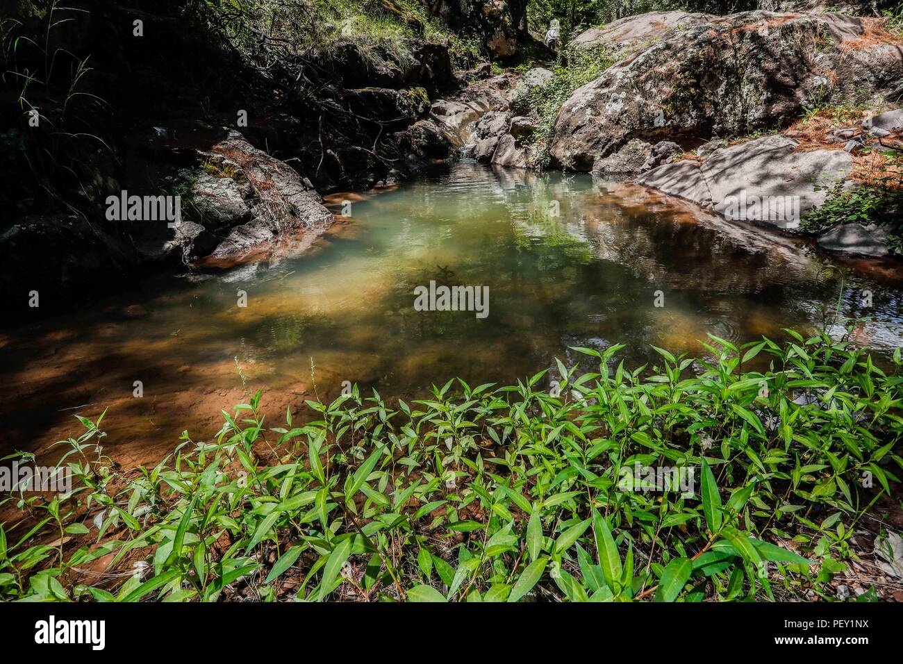 Arrollo de agua en el bosque de la Mesa Tres Ríos. Flujo de agua en los bosques de la Mesa Tres Ríos. Orchid. Las Orchidaceae, orquídeas las orquídeas son una familia de plantas monocotiledï¿½eas que se distinguen por la complejidad de sus flores y por sus interacciones ecológicas con los agentes polinizadores y con los hongos que forman micorrizas. Expedición de descubrimiento de GreaterGood Madrense ORG que recaba datos que sirven como información de referencia para entender mejor las relaciones biológicas del Archipiélago Madrense y se nosotrosun para proteger y conservar las tierras vírgenes de las Islas Serra Foto de stock