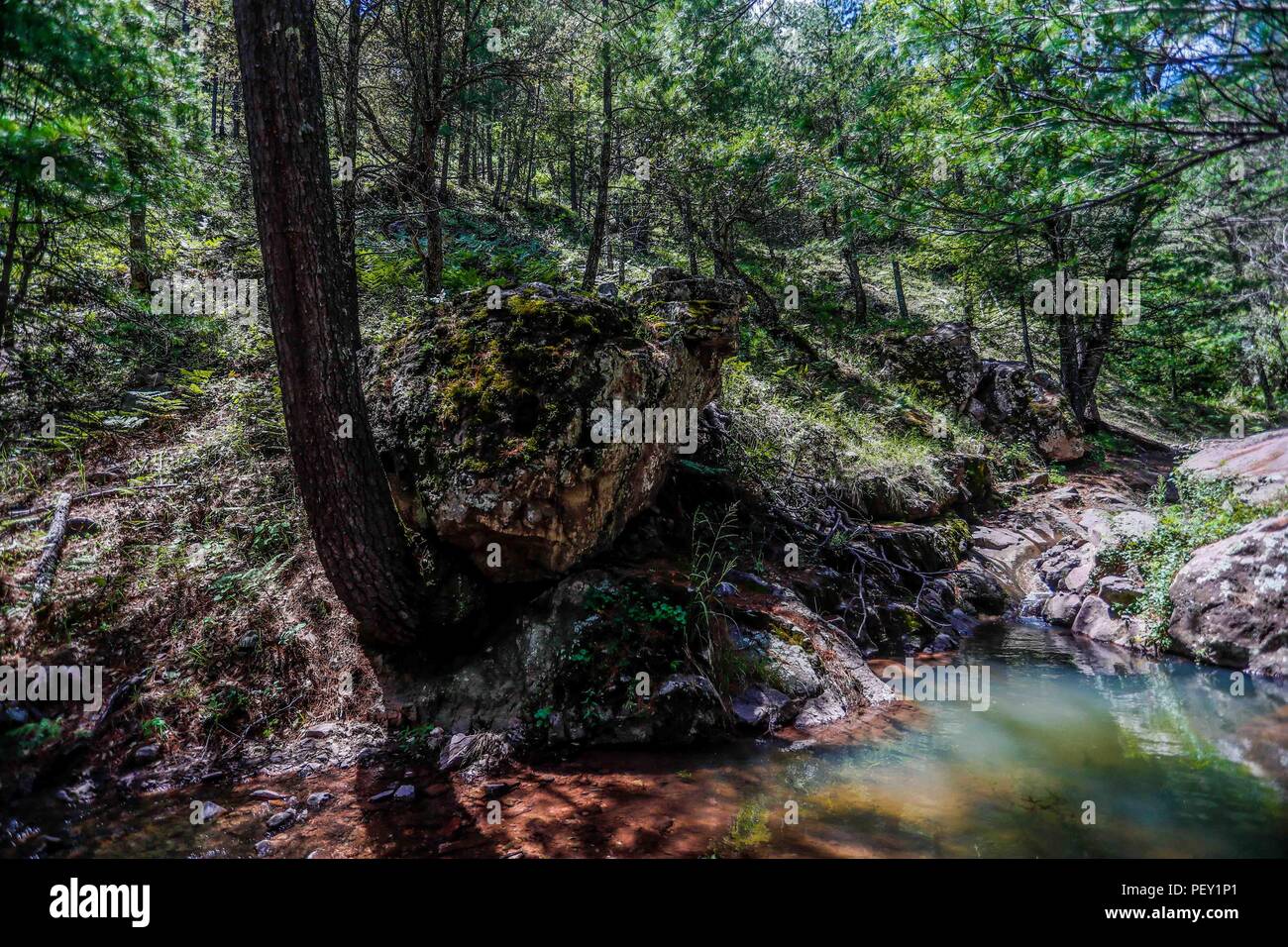 Arrollo de agua en el bosque de la Mesa Tres Ríos. Flujo de agua en los bosques de la Mesa Tres Ríos. Orchid. Las Orchidaceae, orquídeas las orquídeas son una familia de plantas monocotiledï¿½eas que se distinguen por la complejidad de sus flores y por sus interacciones ecológicas con los agentes polinizadores y con los hongos que forman micorrizas. Expedición de descubrimiento de GreaterGood Madrense ORG que recaba datos que sirven como información de referencia para entender mejor las relaciones biológicas del Archipiélago Madrense y se nosotrosun para proteger y conservar las tierras vírgenes de las Islas Serra Foto de stock