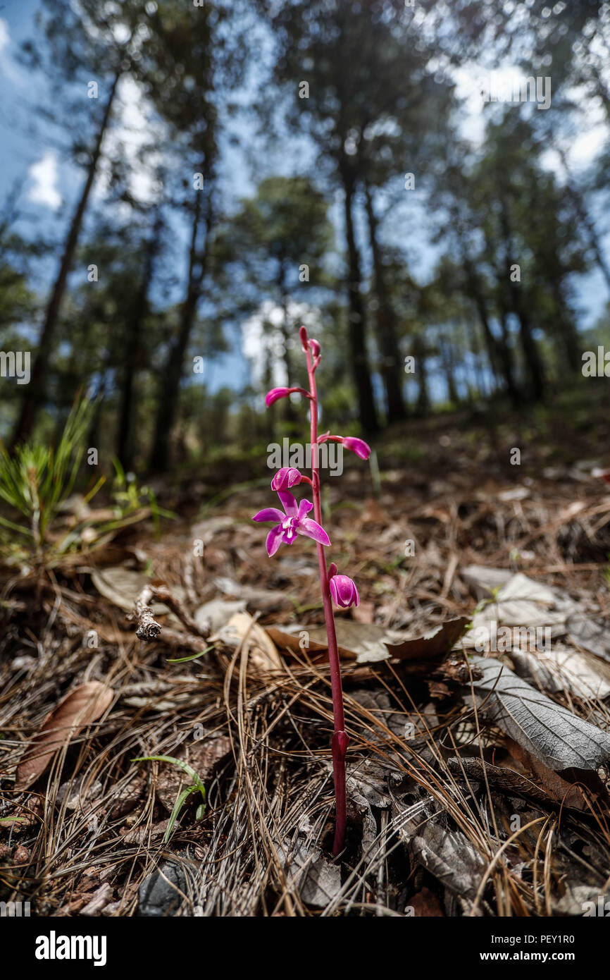 Orquidea. Las Orchidaceae, orquídeas, orquidáceas hijo anu familia de plantas monocotiledóneas que se distinguen por la complejidad de sus flores y por sus interacciones ecológicas con los agentes polinizadores y con los hongos con los que forman micorrizas. Orchid. Las Orchidaceae, orquídeas las orquídeas son una familia de plantas monocotiledï¿½eas que se distinguen por la complejidad de sus flores y por sus interacciones ecológicas con los agentes polinizadores y con los hongos que forman micorrizas. Expedición de descubrimiento de GreaterGood Madrense ORG que recaba datos que sirven como información de referencia Foto de stock