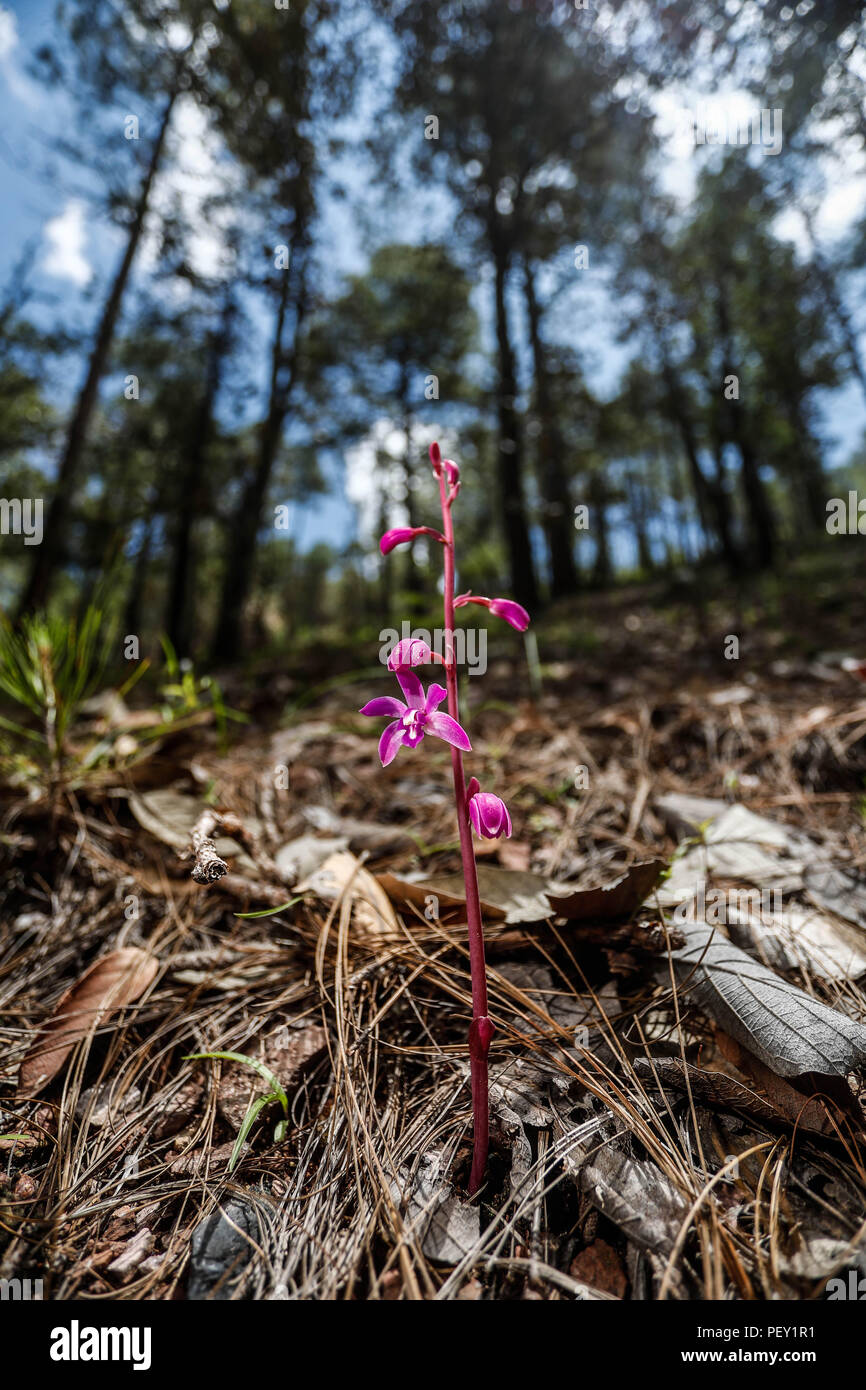 Orquidea. Las Orchidaceae, orquídeas, orquidáceas hijo anu familia de plantas monocotiledóneas que se distinguen por la complejidad de sus flores y por sus interacciones ecológicas con los agentes polinizadores y con los hongos con los que forman micorrizas. Orchid. Las Orchidaceae, orquídeas las orquídeas son una familia de plantas monocotiledï¿½eas que se distinguen por la complejidad de sus flores y por sus interacciones ecológicas con los agentes polinizadores y con los hongos que forman micorrizas. Expedición de descubrimiento de GreaterGood Madrense ORG que recaba datos que sirven como información de referencia Foto de stock