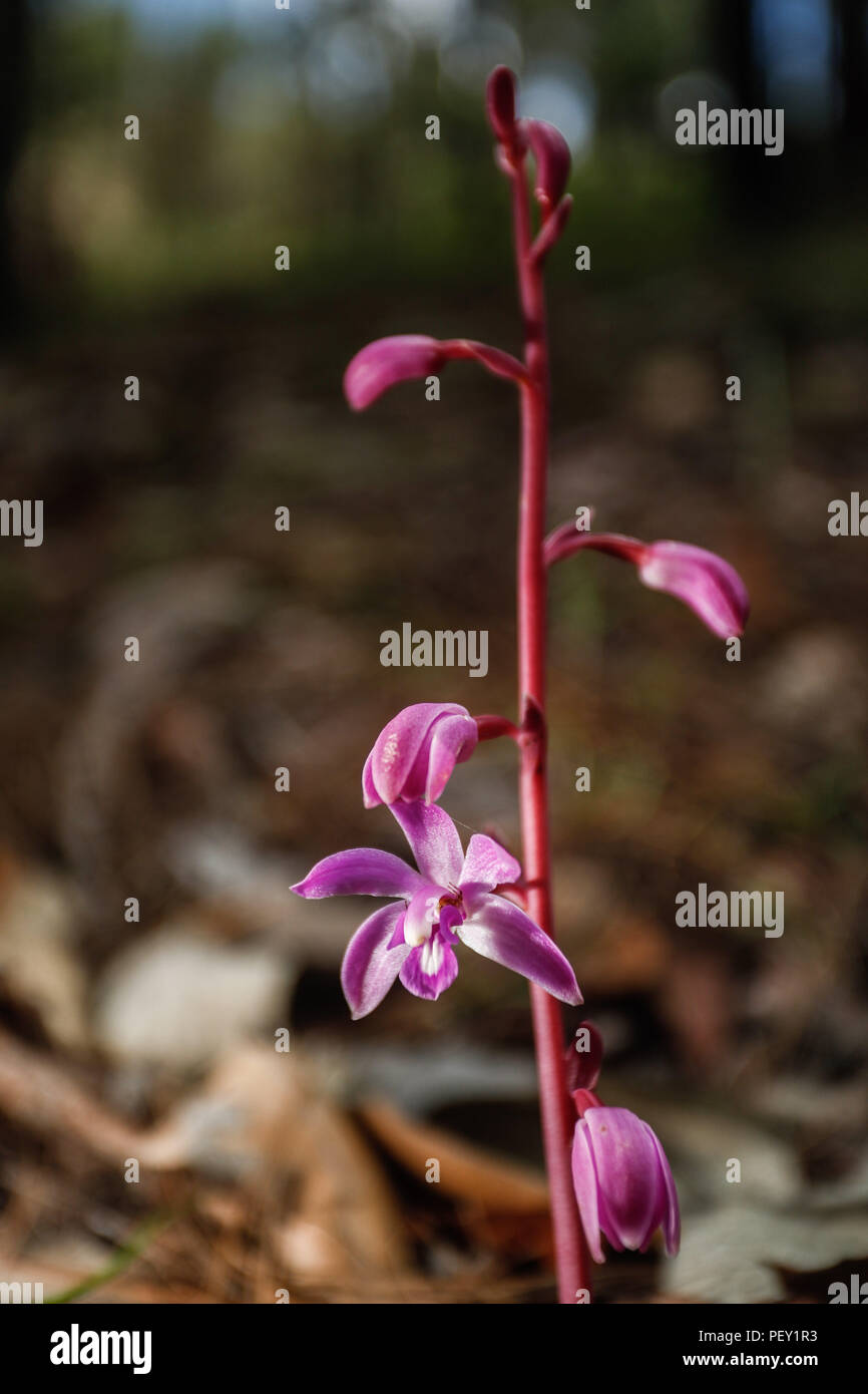 Orquidea. Las Orchidaceae, orquídeas, orquidáceas hijo anu familia de plantas monocotiledóneas que se distinguen por la complejidad de sus flores y por sus interacciones ecológicas con los agentes polinizadores y con los hongos con los que forman micorrizas. Orchid. Las Orchidaceae, orquídeas las orquídeas son una familia de plantas monocotiledï¿½eas que se distinguen por la complejidad de sus flores y por sus interacciones ecológicas con los agentes polinizadores y con los hongos que forman micorrizas. Expedición de descubrimiento de GreaterGood Madrense ORG que recaba datos que sirven como información de referencia Foto de stock