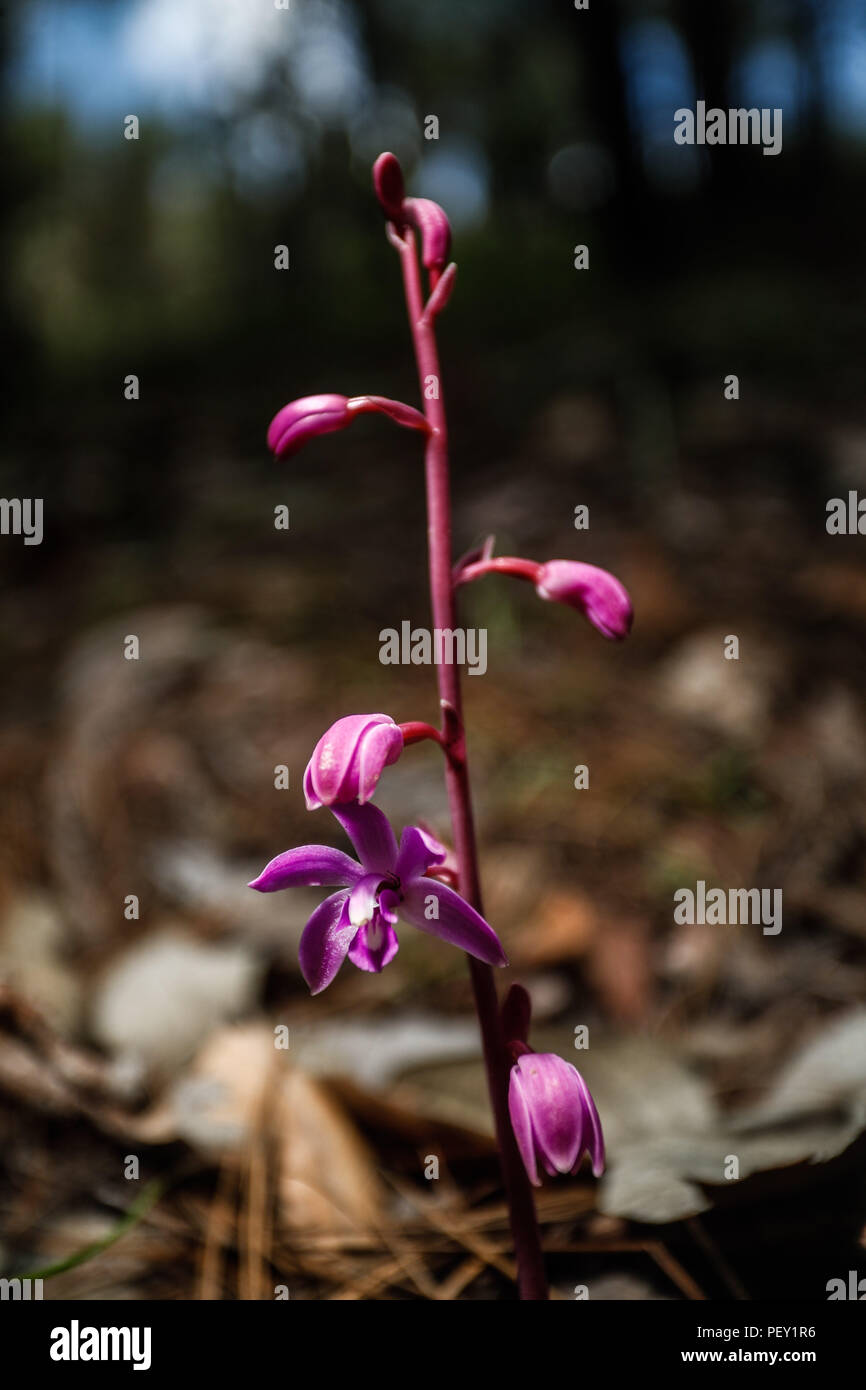 Orquidea. Las Orchidaceae, orquídeas, orquidáceas hijo anu familia de  plantas monocotiledóneas que se distinguen por la complejidad de sus flores  y por sus interacciones ecológicas con los agentes polinizadores y con los