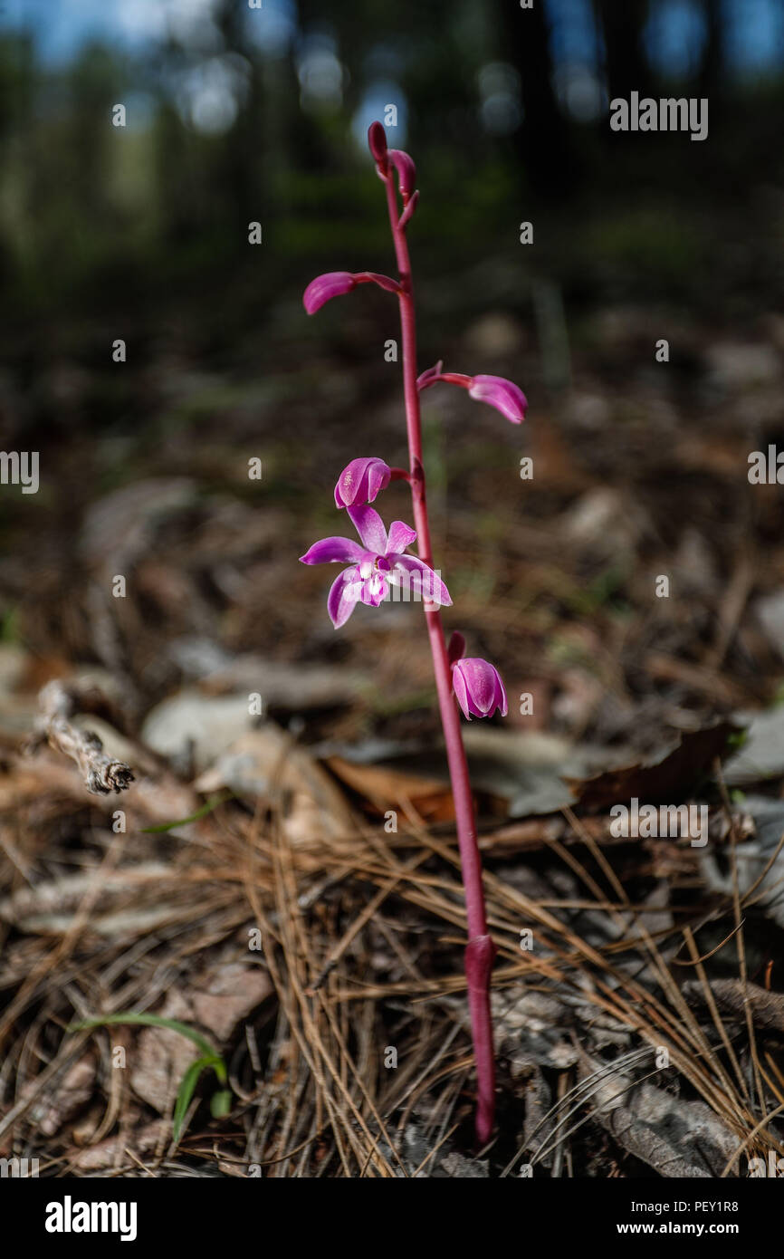 Orquidea. Las Orchidaceae, orquídeas, orquidáceas hijo anu familia de plantas monocotiledóneas que se distinguen por la complejidad de sus flores y por sus interacciones ecológicas con los agentes polinizadores y con los hongos con los que forman micorrizas. Orchid. Las Orchidaceae, orquídeas las orquídeas son una familia de plantas monocotiledï¿½eas que se distinguen por la complejidad de sus flores y por sus interacciones ecológicas con los agentes polinizadores y con los hongos que forman micorrizas. Expedición de descubrimiento de GreaterGood Madrense ORG que recaba datos que sirven como información de referencia Foto de stock