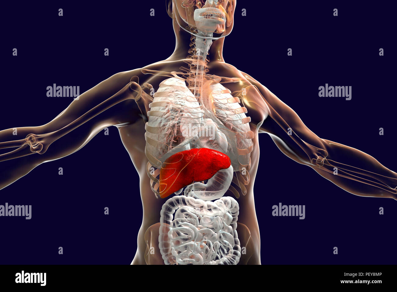 Hígado humano, ilustración. Foto de stock