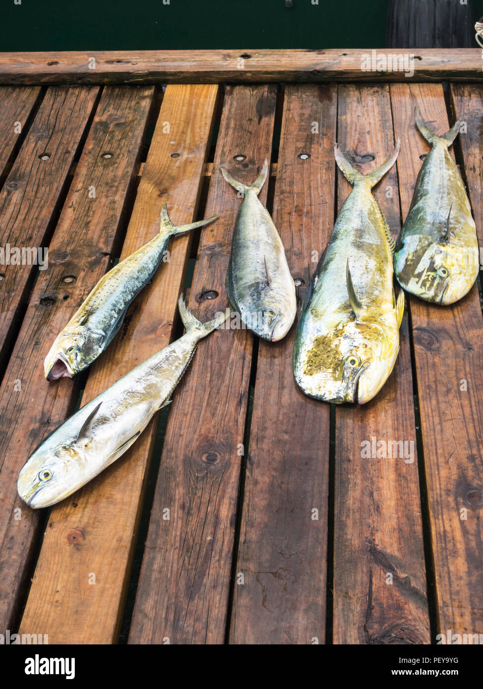 Mahi mahi fotografías e imágenes de alta resolución Alamy