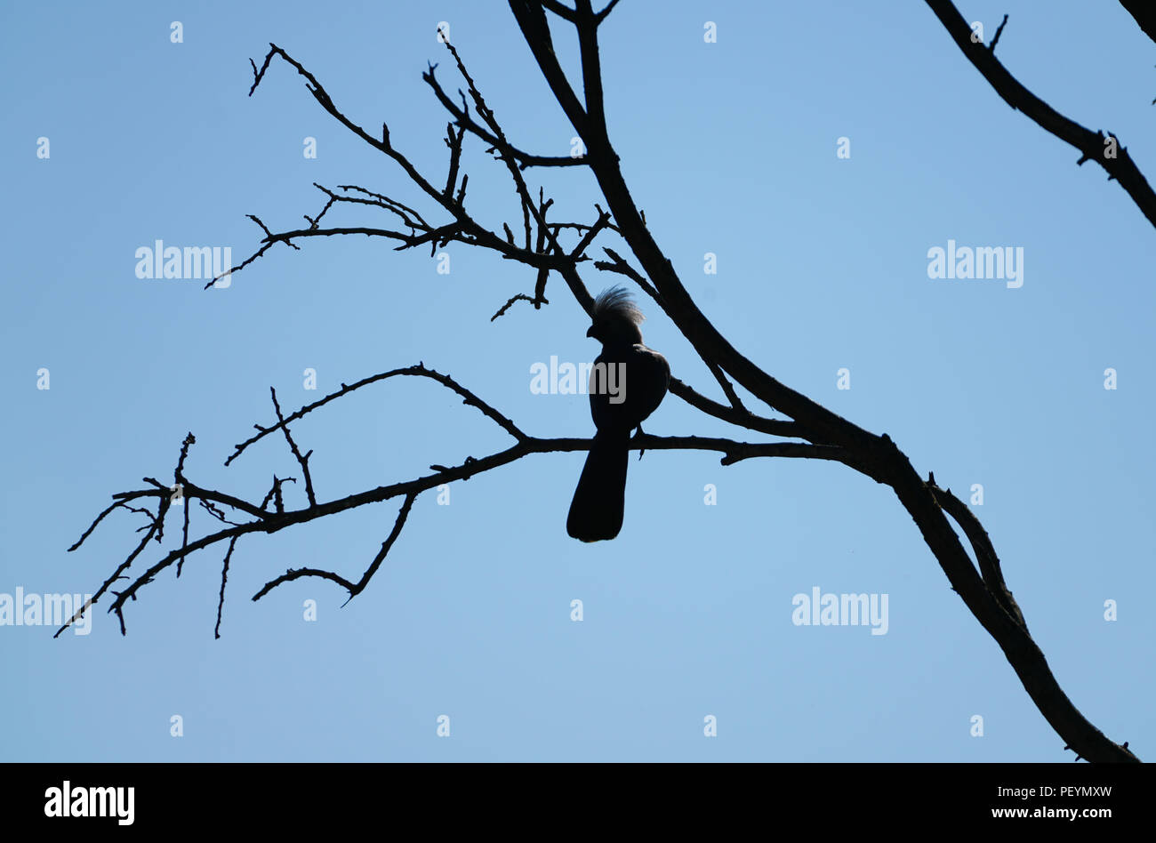 Desaparece la silueta de aves con cresta arriba encaramado sobre deshojado rama de forma libre contra el cielo azul. Foto de stock