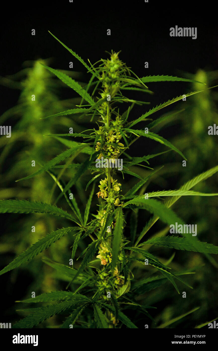 Blooming green medical cannabis. Studio disparar. Foto de stock