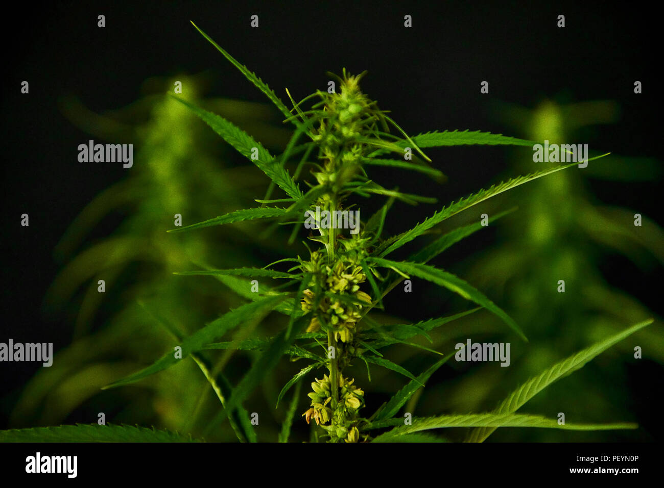 Blooming green medical cannabis. Studio disparar. Foto de stock