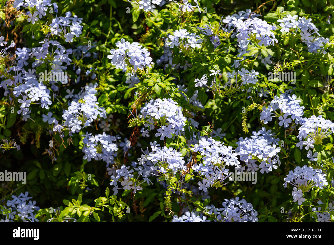 Planta de jazmín azul fotografías e imágenes de alta resolución - Alamy