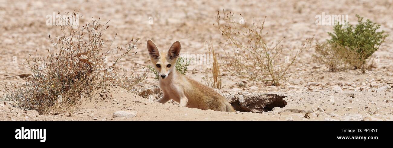 Wild Rueppell's Desert Fox fotografías tomadas en el desierto de Qatar Foto de stock