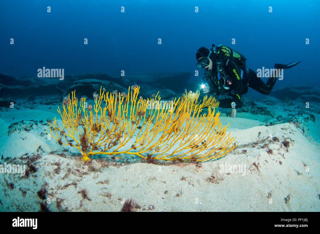 Mar Amarillo Ventilador, Leptogorgia viminalis, diver iluminando con un foco, La Graciosa, Islas Canarias, España Foto de stock