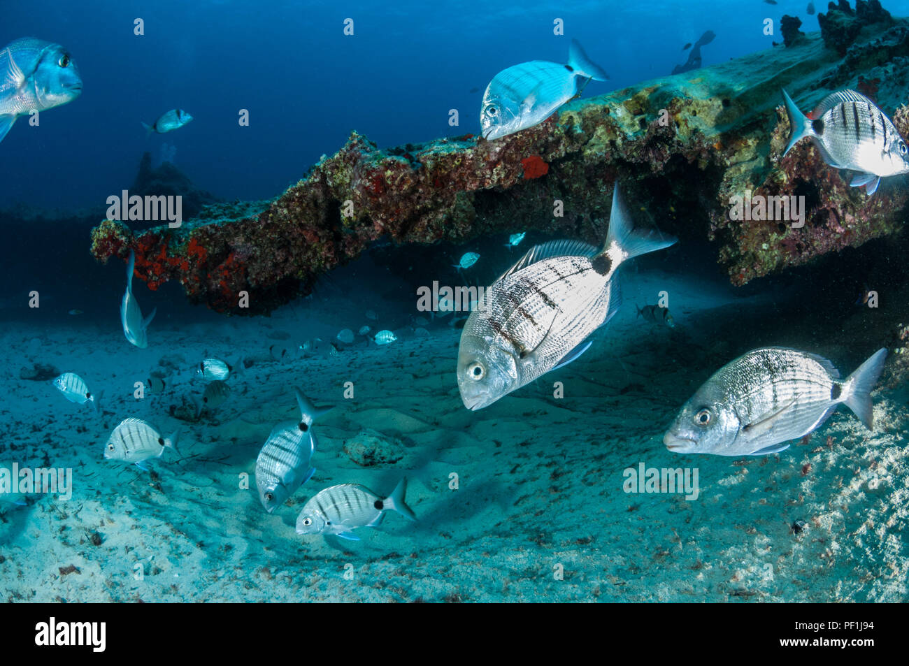 El sargo, Diplodus sargus cadenati, La Graciosa, Islas Canarias, España Foto de stock