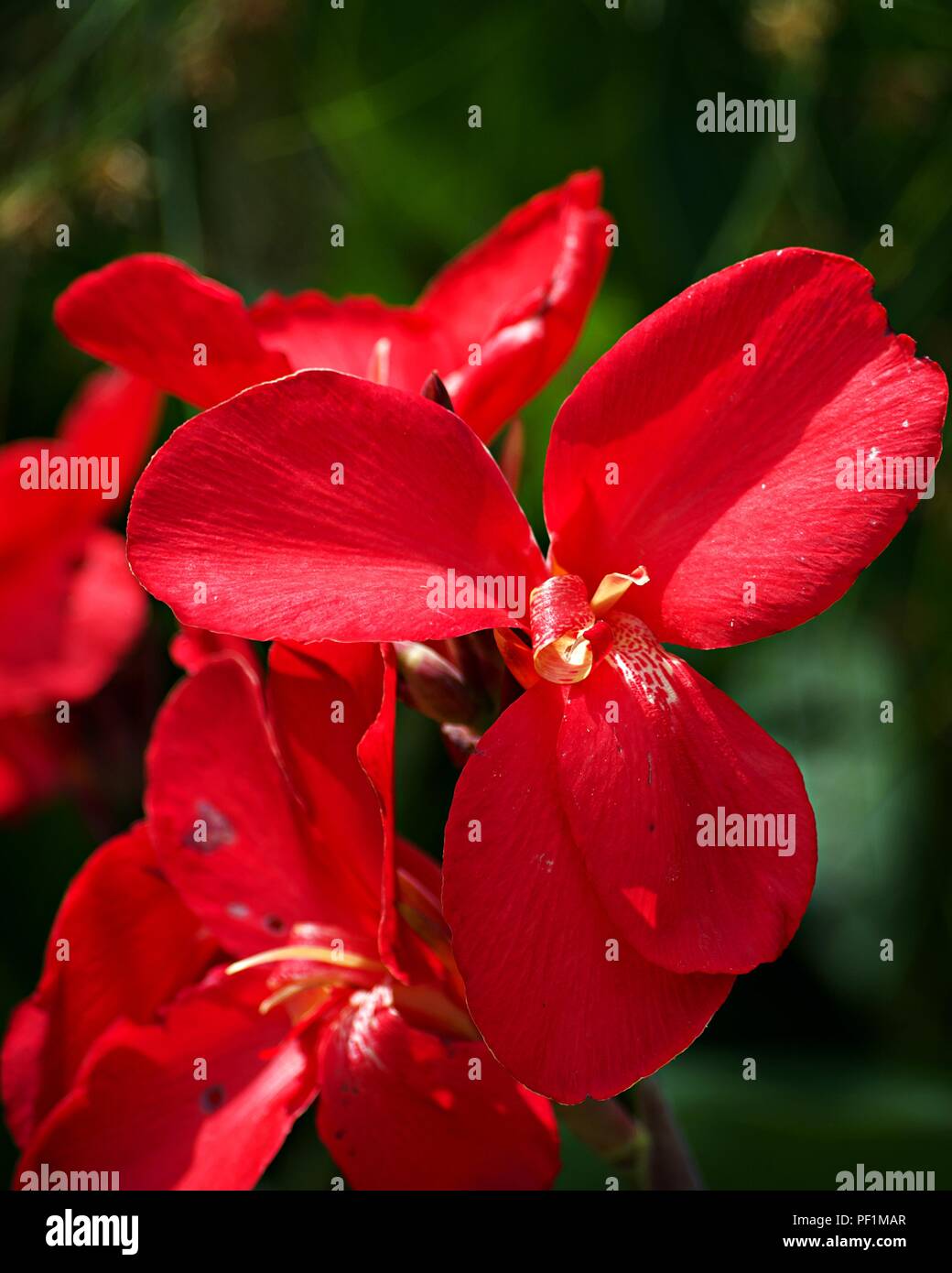 Tres pedaleada flor roja Foto de stock
