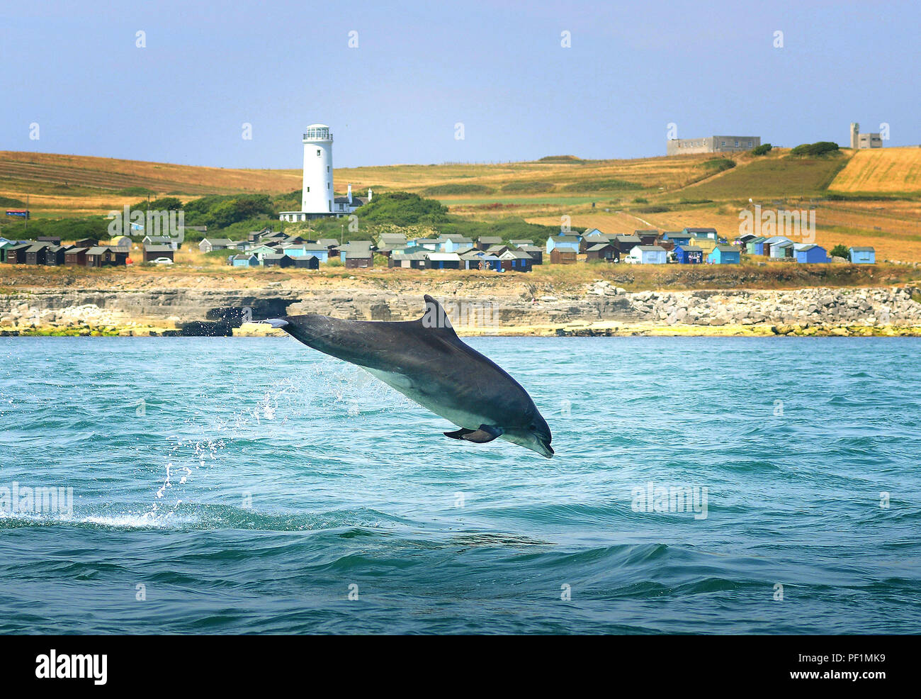 Los delfines mulares realizar cerca de Portland Bill, Dorset, en una tarde de julio fino Foto de stock