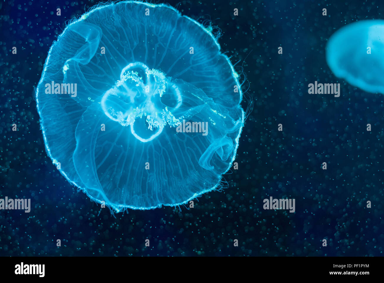 Aurelia aurita, translúcido luna medusas nadando dentro del acuario Foto de stock