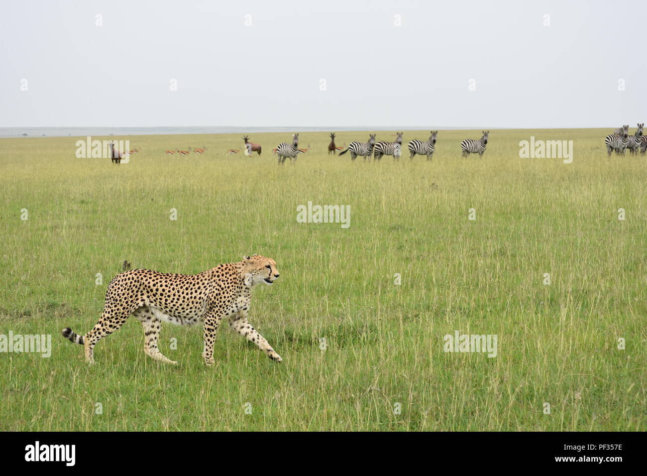 En el acecho de guepardo, Kenya Foto de stock