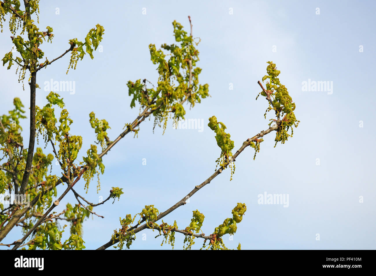 Las flores y las hojas nuevas de roble común, Quercus robur. Foto de stock